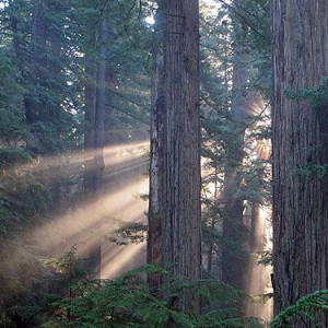 Reviving Ancient Giants: The Redwoods and Climate Change Initiative in Northern California